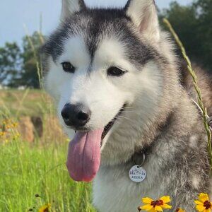 Meet your Posher, Donna